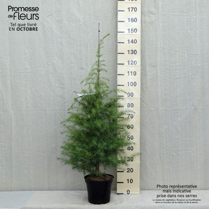 Exemplaar van Cedrus deodara - Himalayaceder Pot van 7,5 l/10 l zoals geleverd in de herfst