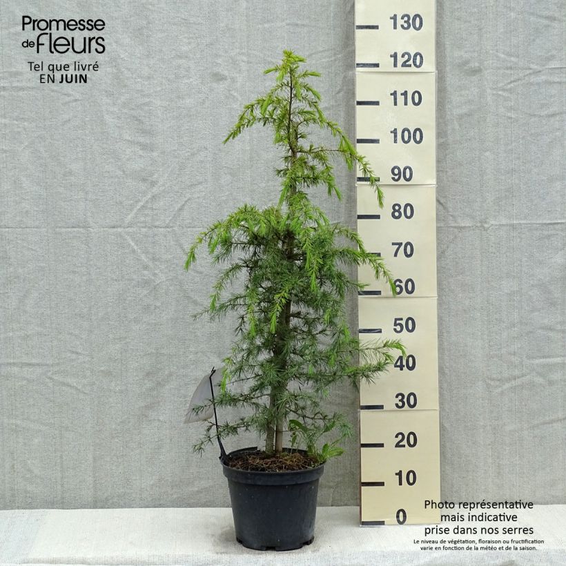 Exemplaar van Cedrus deodara - Himalayaceder Pot van 12 l/15 l zoals geleverd in de lente
