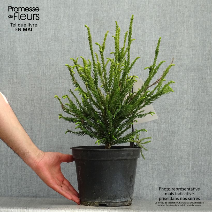 Exemplaar van Cryptomeria japonica Araucarioides - Japanse cipres Pot van 4 l/5 l zoals geleverd in de lente
