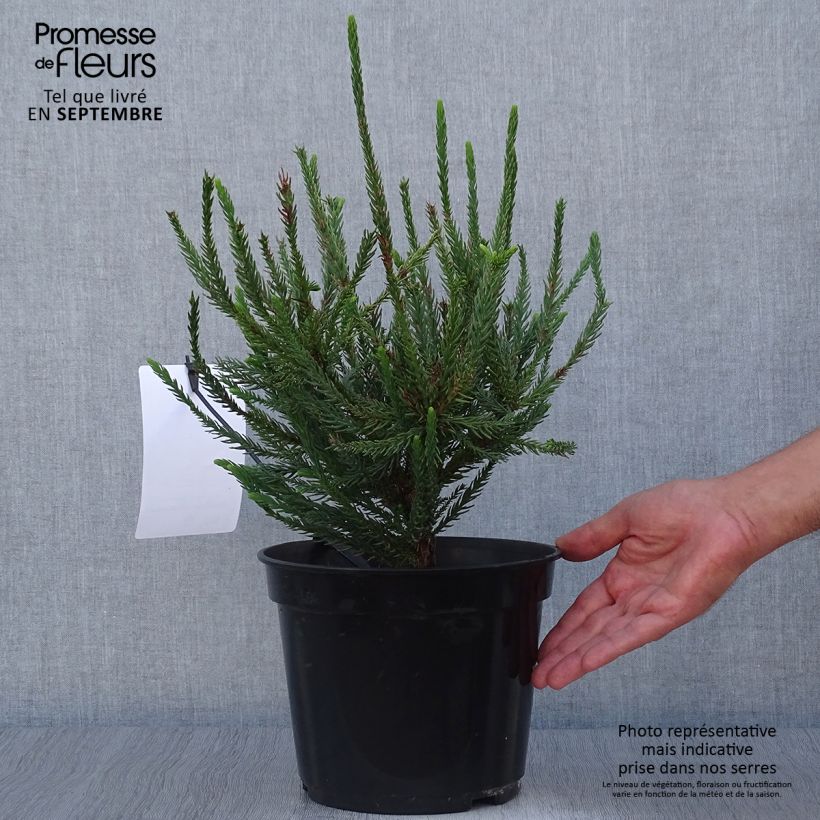 Exemplaar van Cryptomeria japonica Araucarioides - Japanse cipres Pot van 4 l/5 l zoals geleverd in de herfst