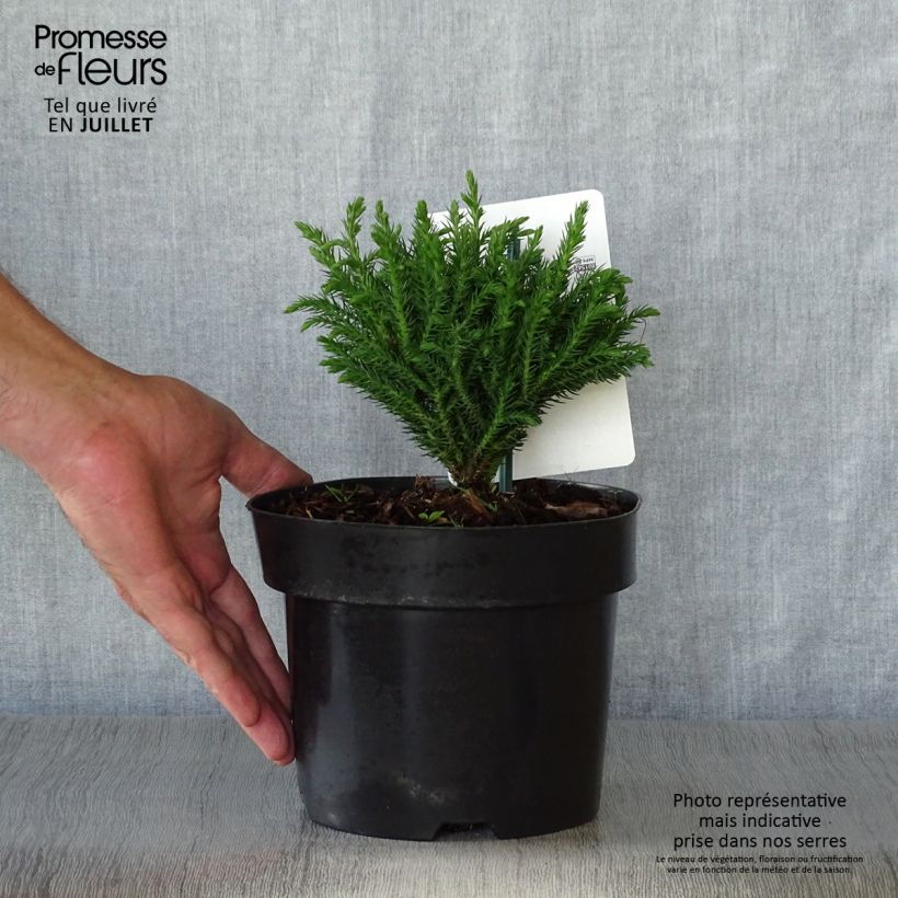 Exemplaar van Cryptomeria japonica Green Pearl - Japanse cipres Pot van 2 l/3 l zoals geleverd in de zomer