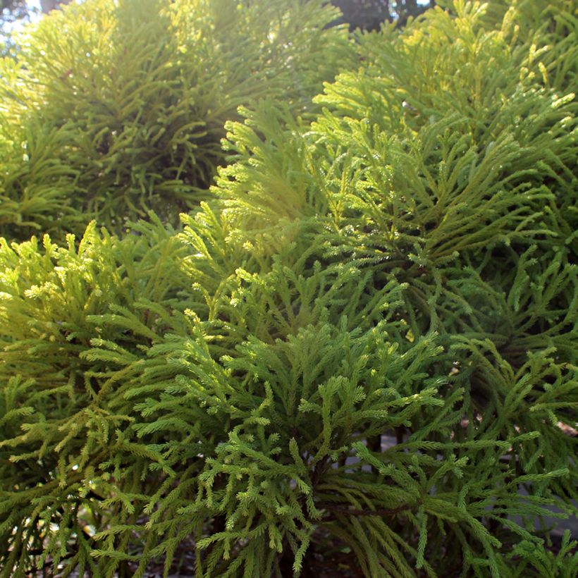 Cryptomeria japonica Globosa Nana - Japanse cipres (Blad)