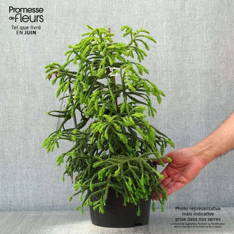 Exemplaar van Cryptomeria japonica Spiralis - Japanse cipres Pot van 4 l/5 l zoals geleverd in de lente