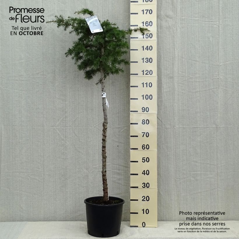 Exemplaar van Cedrus libani - Libanonceder Pot van 7,5 l/10 l, Stengel zoals geleverd in de herfst