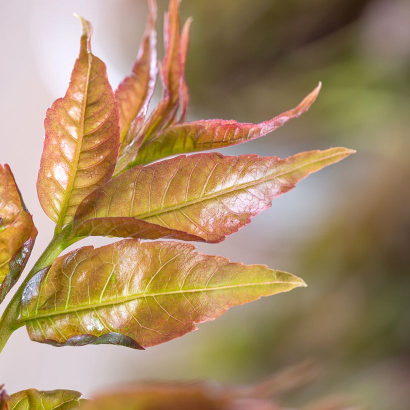 Toona sinensis - Chinese mahonieboom (Blad)
