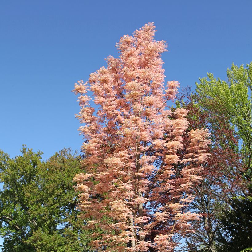 Toona sinensis Flamingo - Chinese mahonieboom (Groeiplaats)