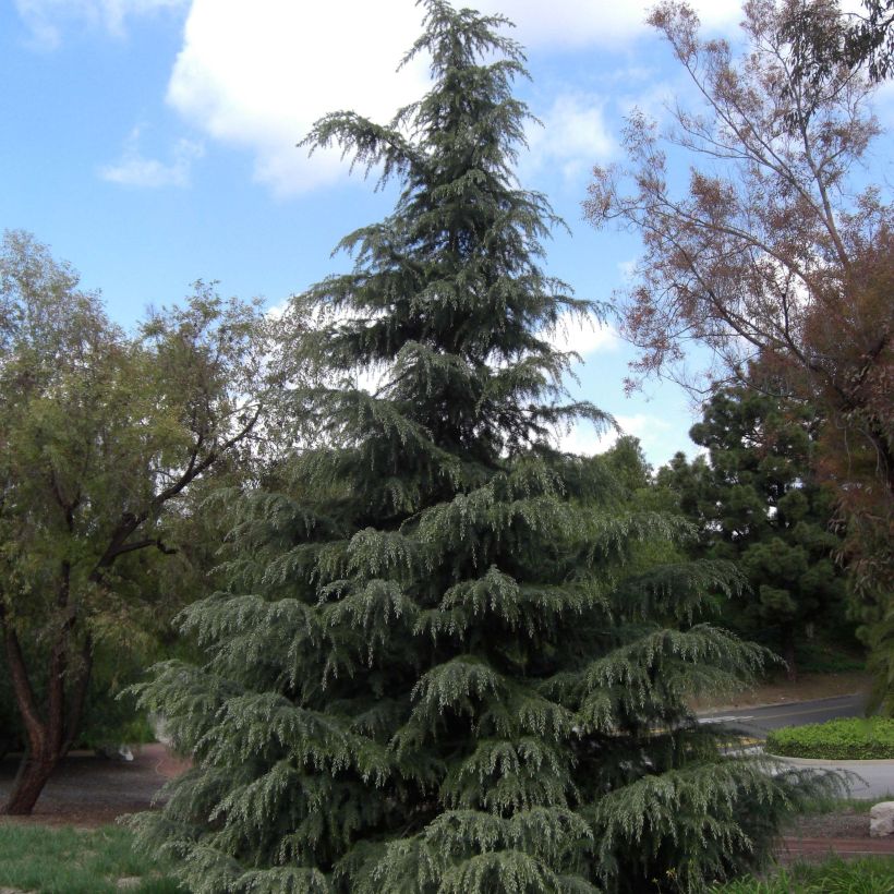 Cedrus deodara - Himalayaceder (Groeiplaats)