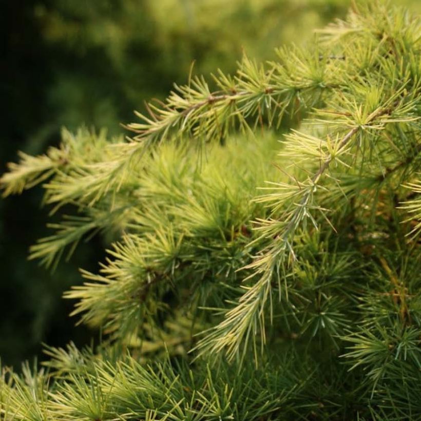 Cedrus deodara Aurea - Himalayaceder (Blad)