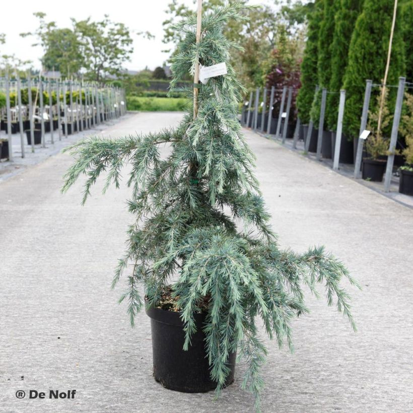 Cedrus deodara Feeling Blue - Himalayaceder (Groeiplaats)