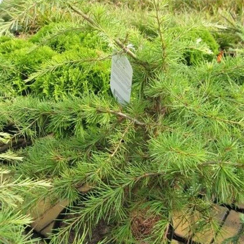 Cedrus deodara Golden Horizon - Himalayaceder (Blad)