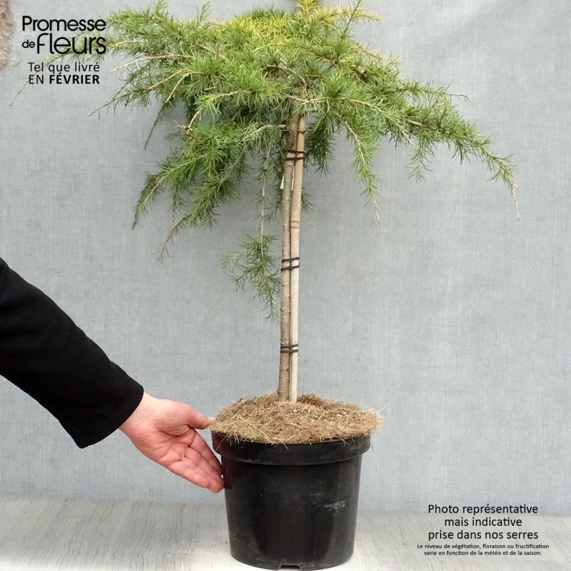 Exemplaar van Cedrus deodara Golden Horizon - Himalayaceder Pot van 7,5 l/10 l, Stengel zoals geleverd in de winter