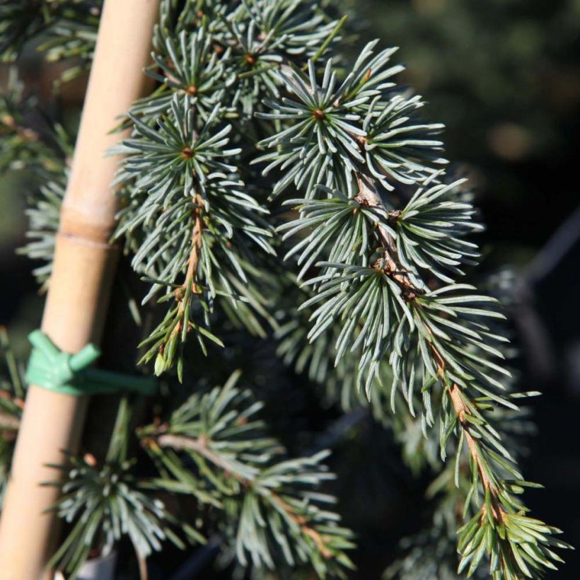 Cedrus libani Atlantica Pendula - Libanonceder (Blad)