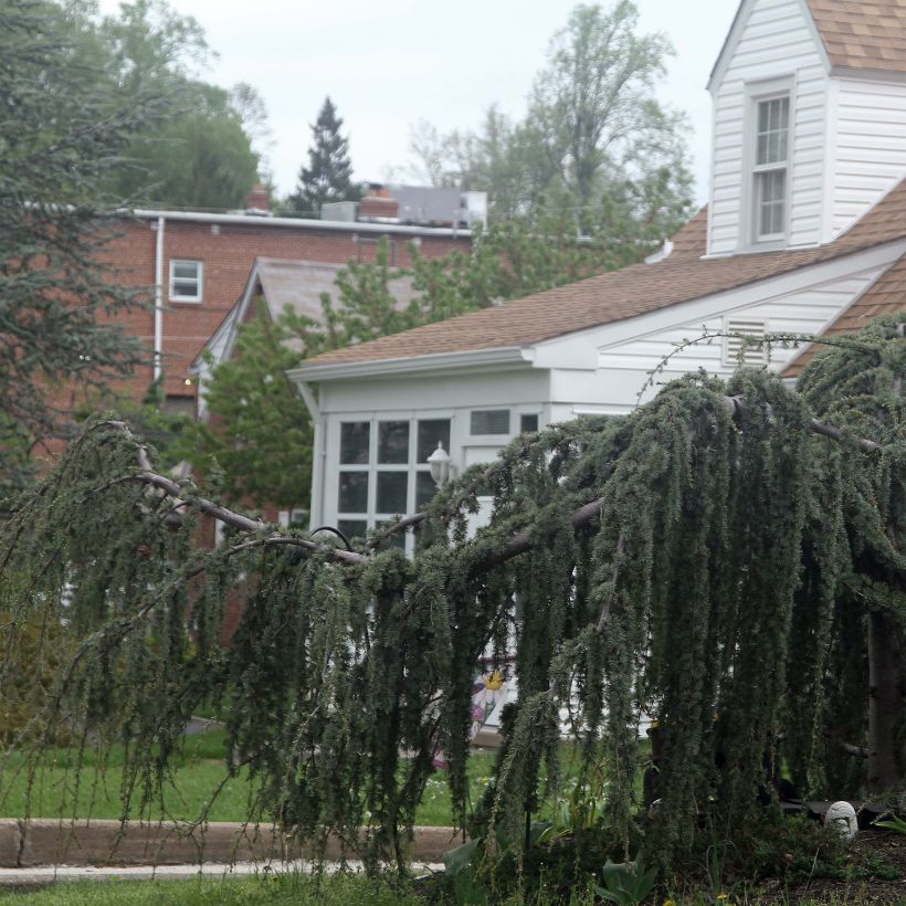 Cedrus libani Atlantica Pendula - Libanonceder (Groeiplaats)