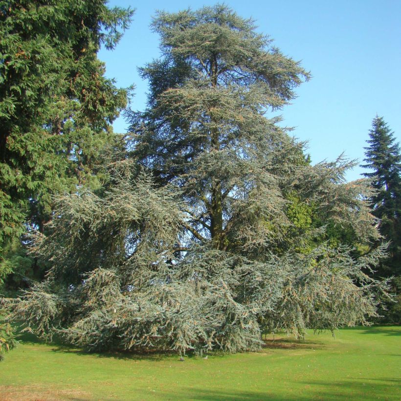 Cedrus libani atlantica Glauca - Atlasceder (Groeiplaats)