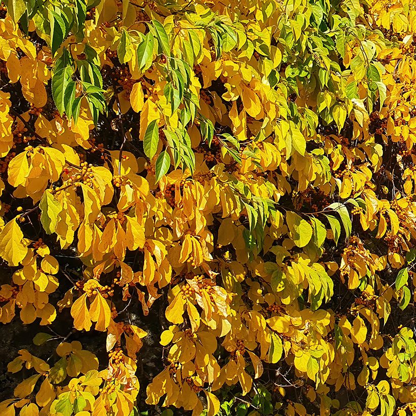 Celastrus orbiculatus Hercules - Boomwurger (Blad)