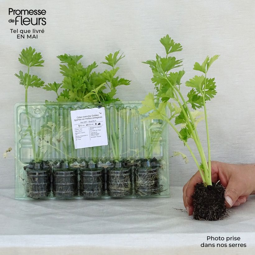Exemplaar van Bleekselderij Golden Spartan (jonge planten in kweekpotjes) Wortelkluit van 4 cm x 4,5 cm zoals geleverd in de lente