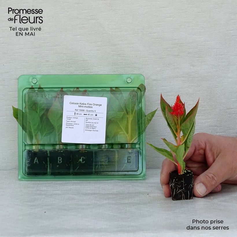 Exemplaar van Pluimamarant Kelos Fire Oranje in plantgoed - Celosia argentea Mini-mot Ø 3/4 cm zoals geleverd in de lente