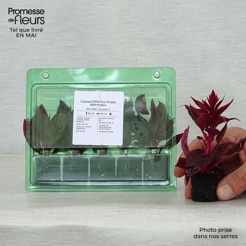 Exemplaar van Hanekam Kelos Fire Paars in plantgoed - Celosia cristata Mini-mot Ø 3/4 cm zoals geleverd in de lente