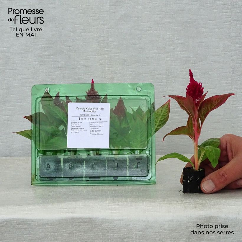 Exemplaar van Hanekam Kelos Fire Rood in plantgoed - Celosia cristata Mini-mot Ø 3/4 cm zoals geleverd in de lente