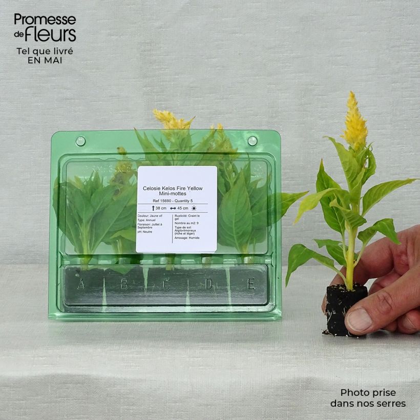 Exemplaar van Hanekam Kelos Fire Geel in plantgoed - Celosia cristata Mini-mot Ø 3/4 cm zoals geleverd in de lente