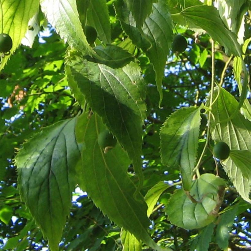 Celtis australis - Europese netelboom (Blad)