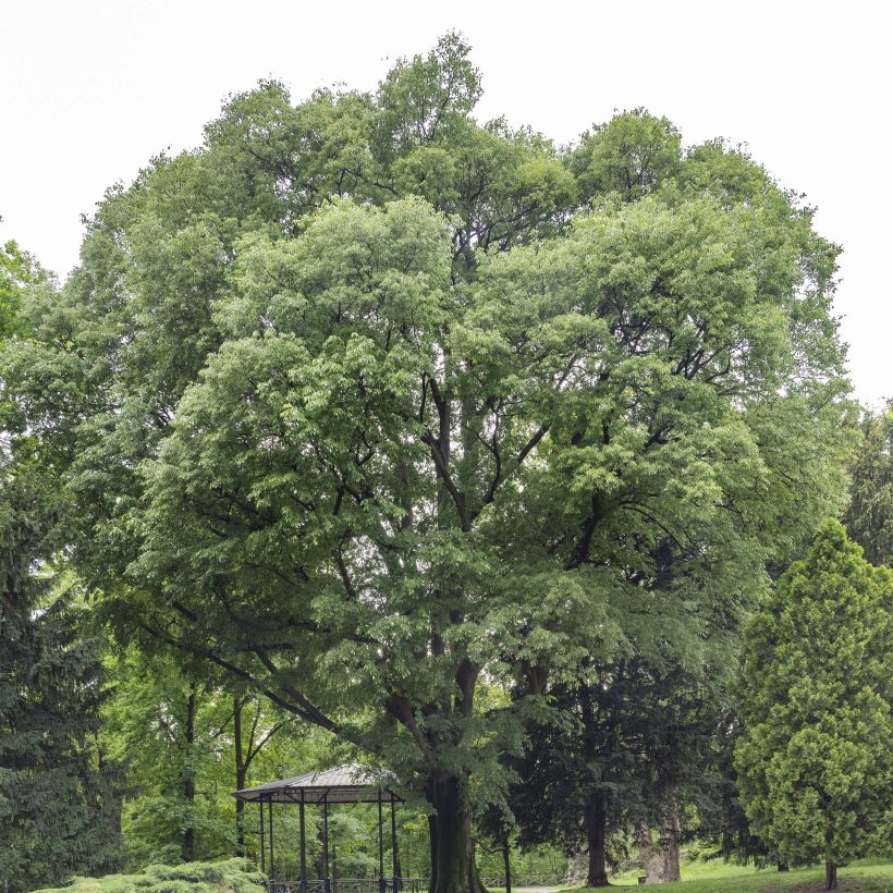 Celtis australis - Europese netelboom (Groeiplaats)