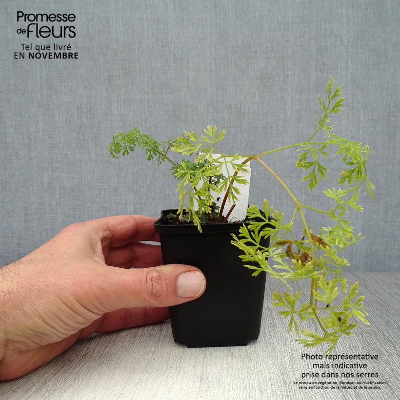 Exemplaar van Cenolophium denudatum - Baltische peterselie Kweekpotje van 8/9 cm zoals geleverd in de herfst