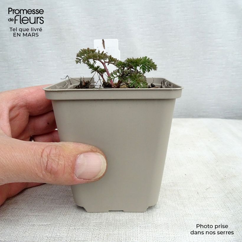 Exemplaar van Cenolophium denudatum - Baltische peterselie Kweekpotje van 8/9 cm zoals geleverd in de lente