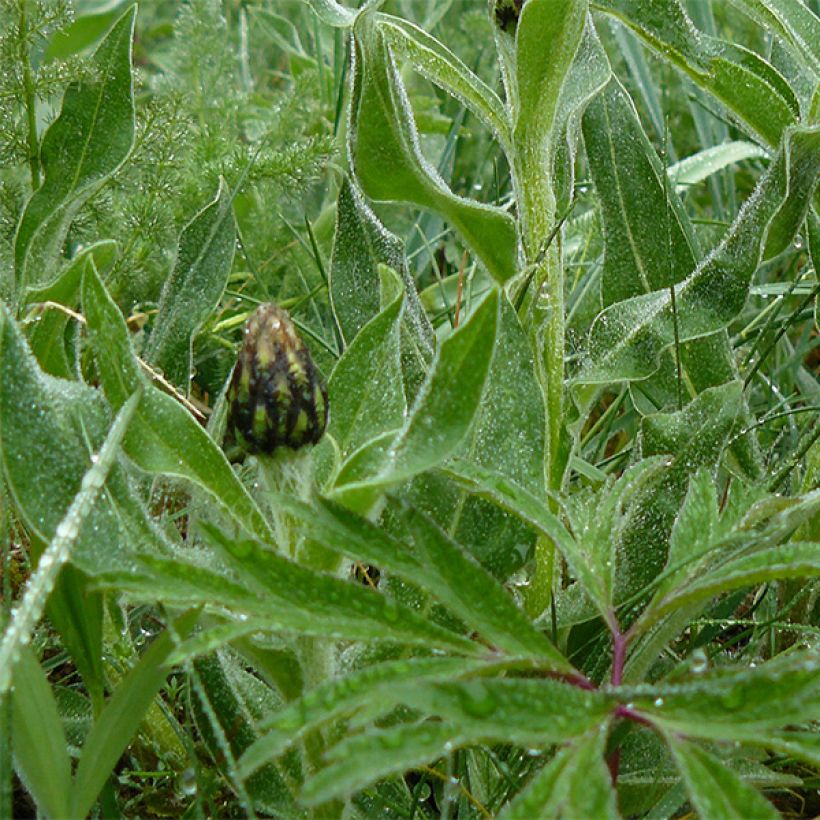 Centaurea montana Amethyst in Snow - Bergkorenbloem (Blad)