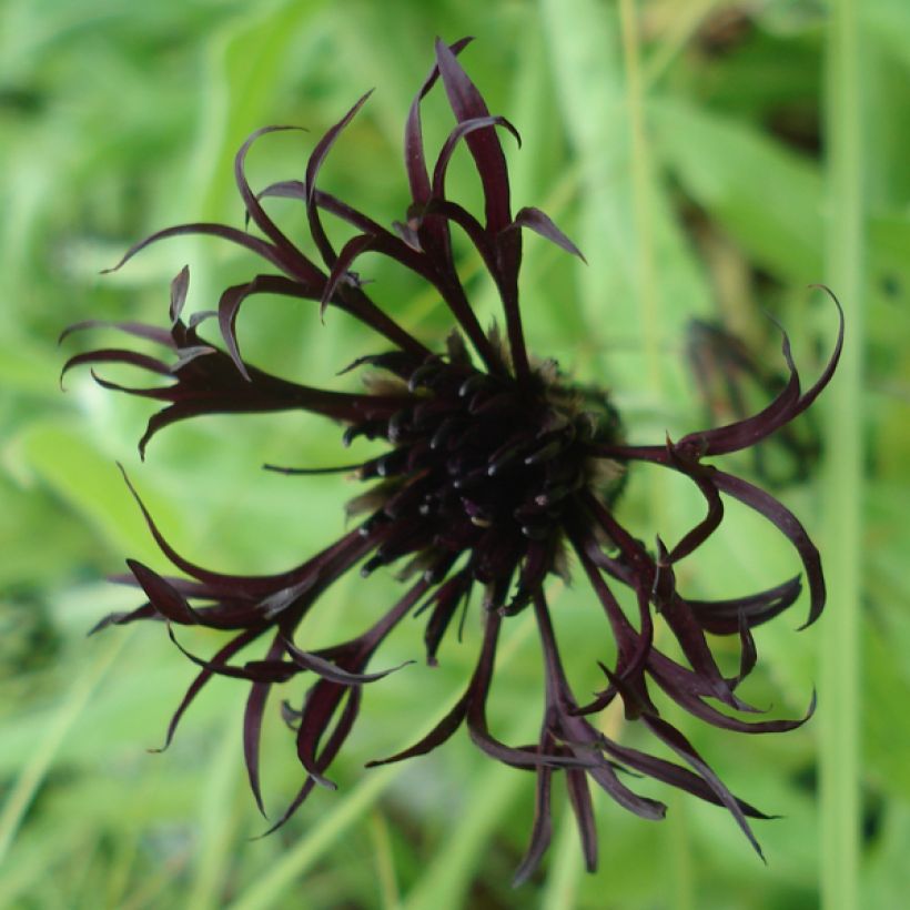 Centaurea montana Black Sprite - Bergkorenbloem (Bloei)