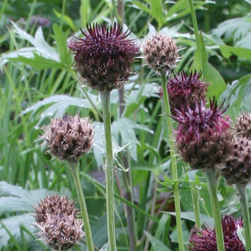 Centaurea atropurpurea - Korenbloem (Bloei)
