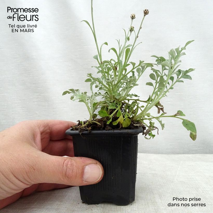 Exemplaar van Centaurea bella - Centaurie Kweekpotje van 8/9 cm zoals geleverd in de lente