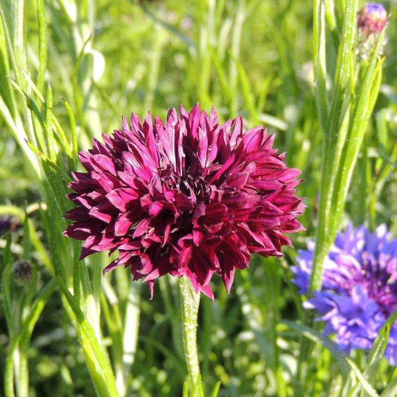 Korenbloem Black Ball (zaad) - Centaurea cyanus (Bloei)