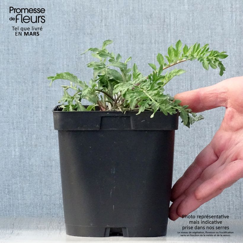 Exemplaar van Centaurea dealbata - Perzische korenbloem Pot van 2 l/3 l zoals geleverd in de lente