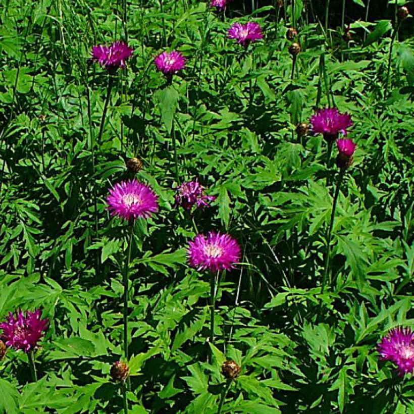 Centaurea dealbata Stenbeergii - Perzische korenbloem (Bloei)