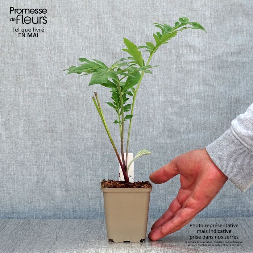 Exemplaar van Centaurea dealbata Stenbeergii - Perzische korenbloem Kweekpotje van 8/9 cm zoals geleverd in de lente