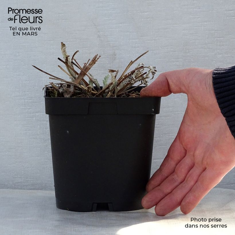 Exemplaar van Centaurea dealbata Stenbeergii - Perzische korenbloem Pot van 2 l/3 l zoals geleverd in de lente