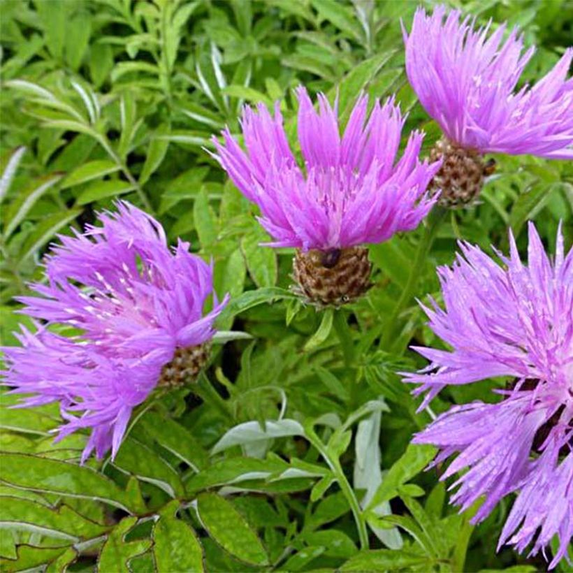 Centaurea dealbata - Perzische korenbloem (Bloei)