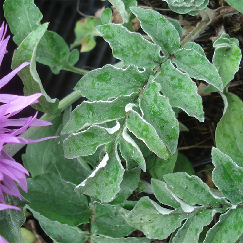 Centaurea hypoleuca John Coutts - Centaurie (Blad)