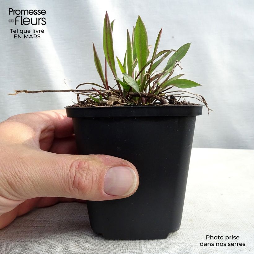 Exemplaar van Centaurea jacea - Knoopkruid Kweekpotje van 8/9 cm zoals geleverd in de lente