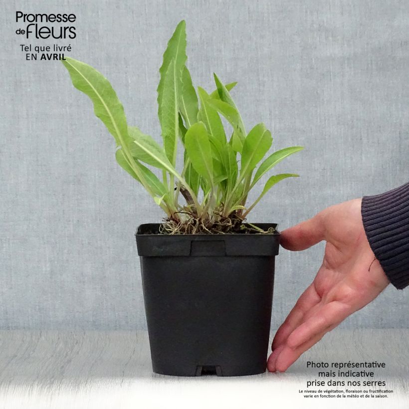 Exemplaar van Centaurea macrocephala - Gele korenbloem Pot van 2 l/3 l zoals geleverd in de lente