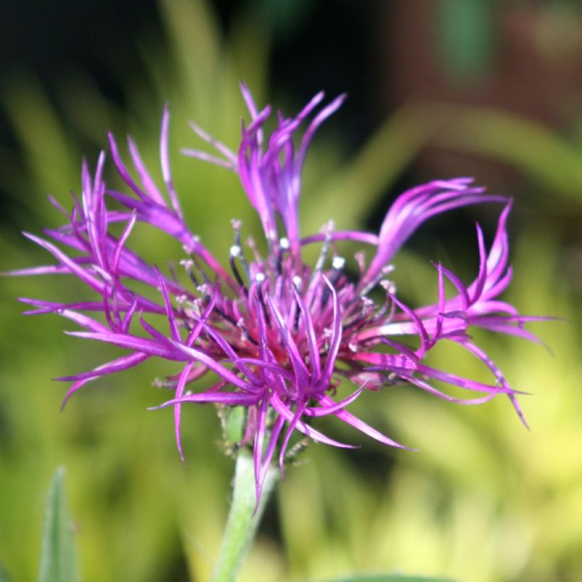Centaurea montana Amethyst Dream - Bergkorenbloem (Bloei)