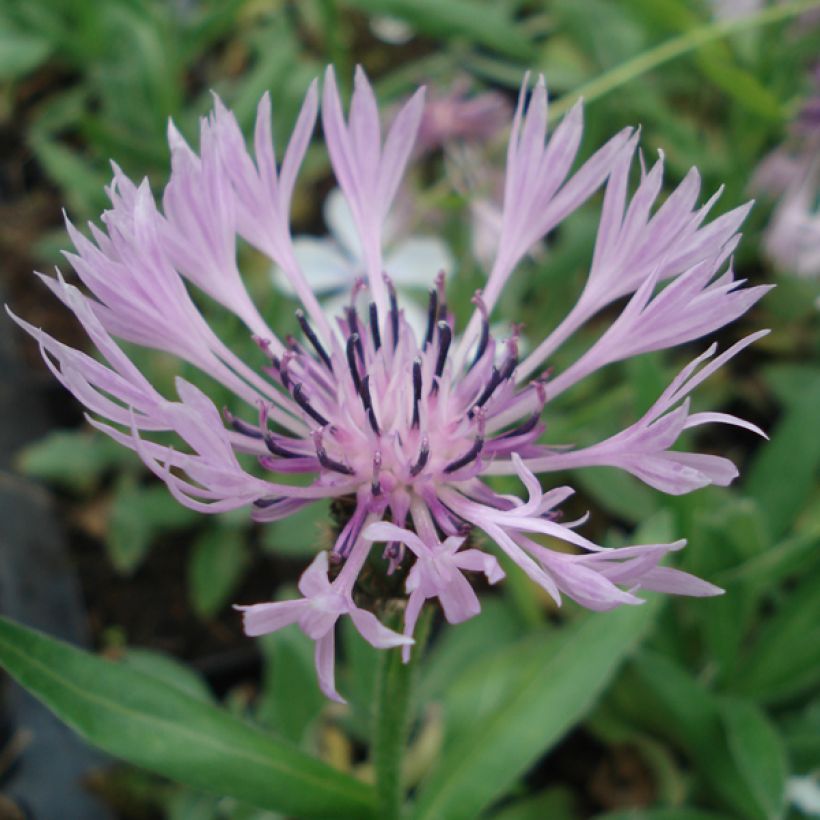 Centaurea montana Carnea - Bergkorenbloem roze (Bloei)