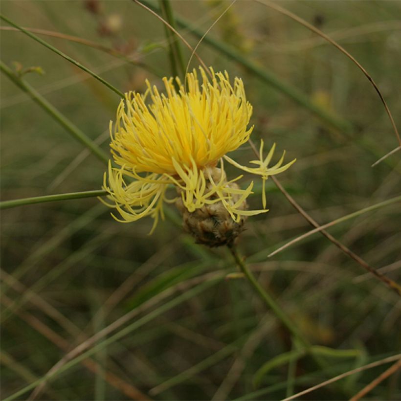 Centaurea orientalis - Centaurie (Bloei)