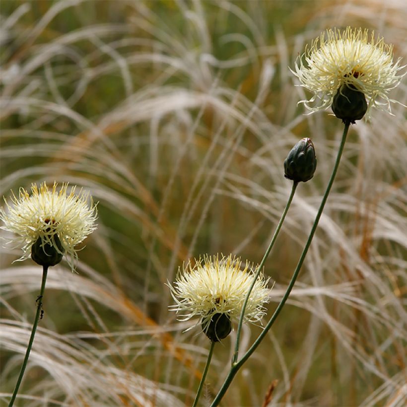 Centaurea ruthenica - Centaurie (Bloei)