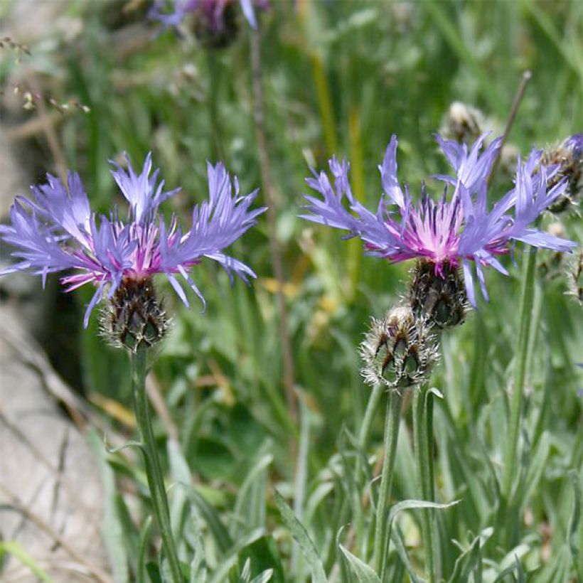 Centaurea triumfettii ssp. stricta - Centaurie (Bloei)