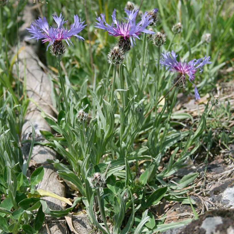 Centaurea triumfettii ssp. stricta - Centaurie (Groeiplaats)