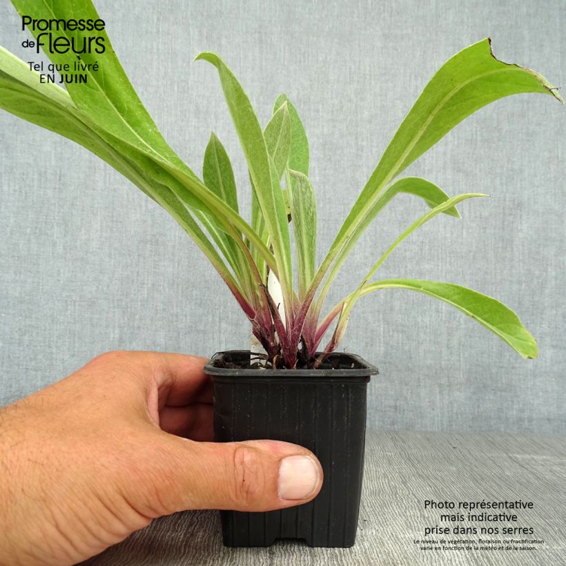 Exemplaar van Centaurea x montana - Bergkorenbloem Kweekpotje van 8/9 cm zoals geleverd in de zomer