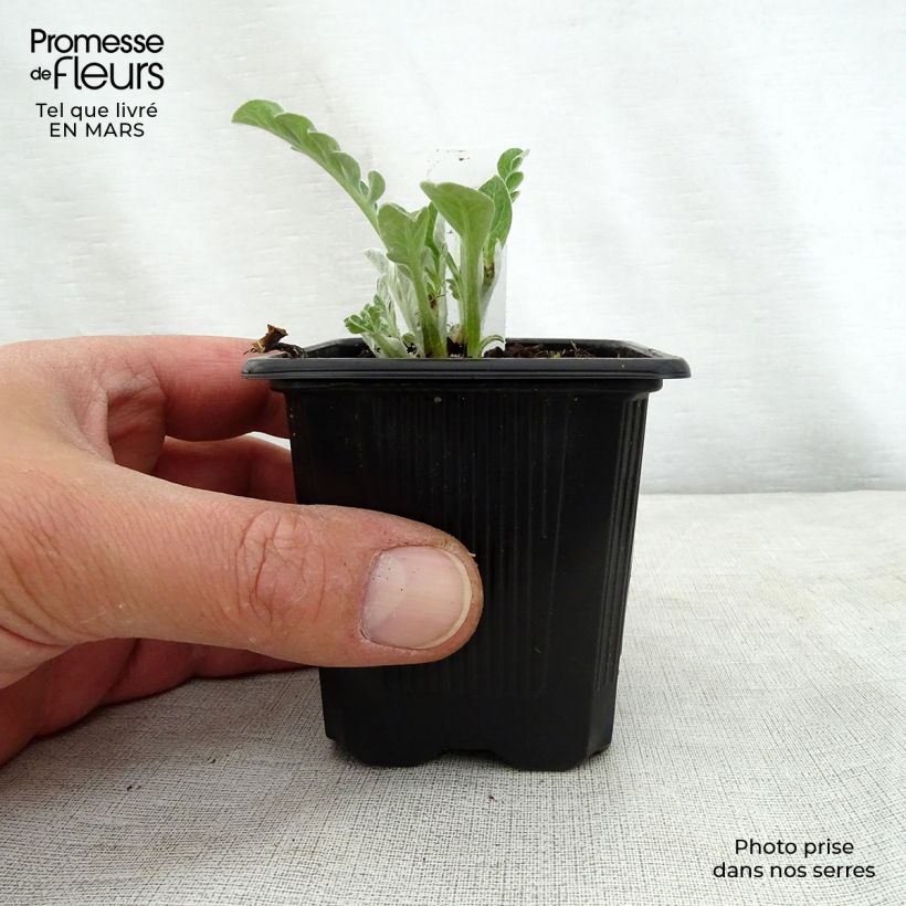 Exemplaar van Centaurea hypoleuca John Coutts - Centaurie Kweekpotje van 8/9 cm zoals geleverd in de lente