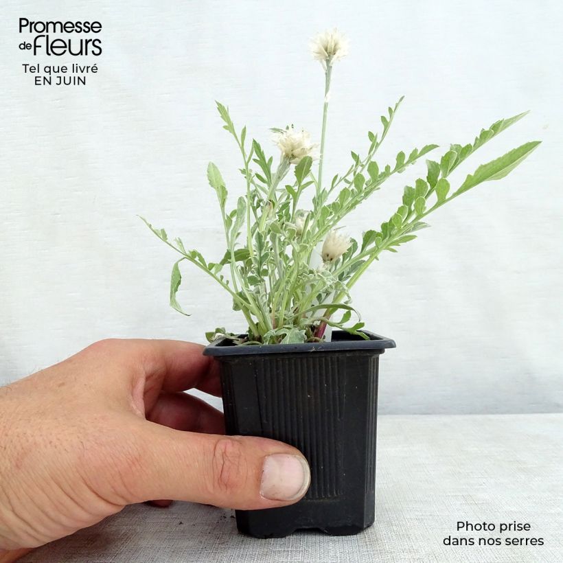 Exemplaar van Centaurea pulcherrima - Centaurie Kweekpotje van 8/9 cm zoals geleverd in de zomer